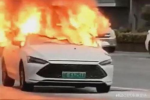 爆料海豚自燃视频播放下载,海豚自燃视频引发热议，真相令人震惊！  第1张